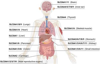 SLC26 family: a new insight for kidney stone disease